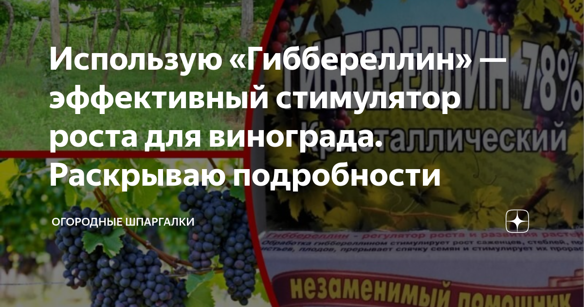 Использую «Гиббереллин» — эффективный стимулятор роста для винограда ...