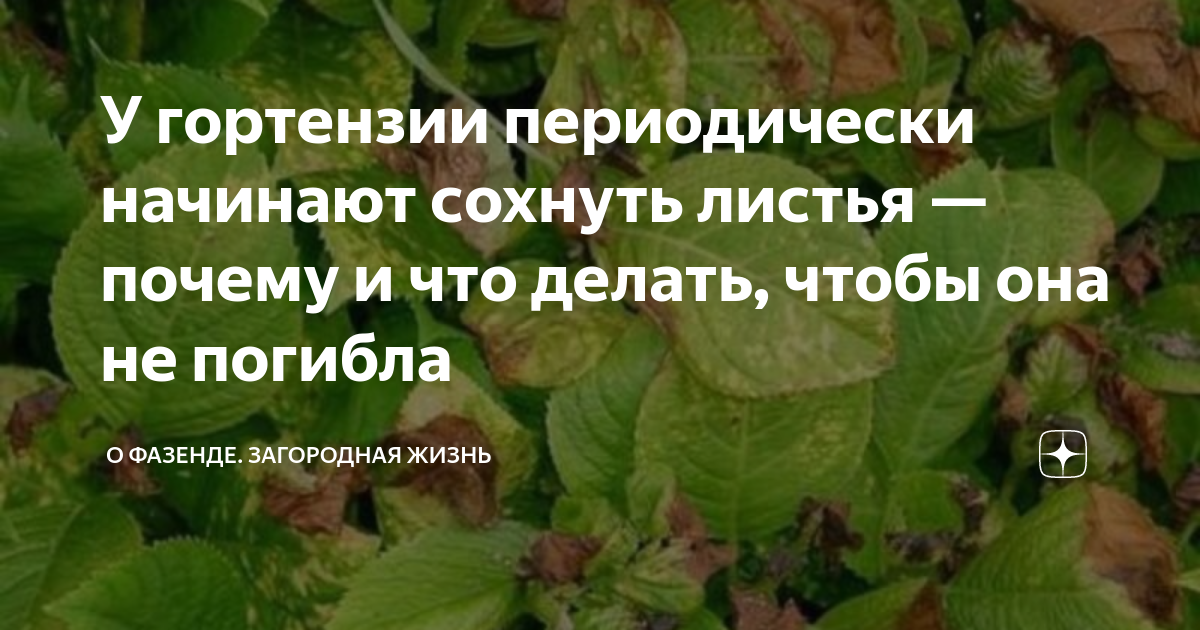 Почему у гортензии по краям сохнут листья. Почему у гортензии по краям сохнут листья