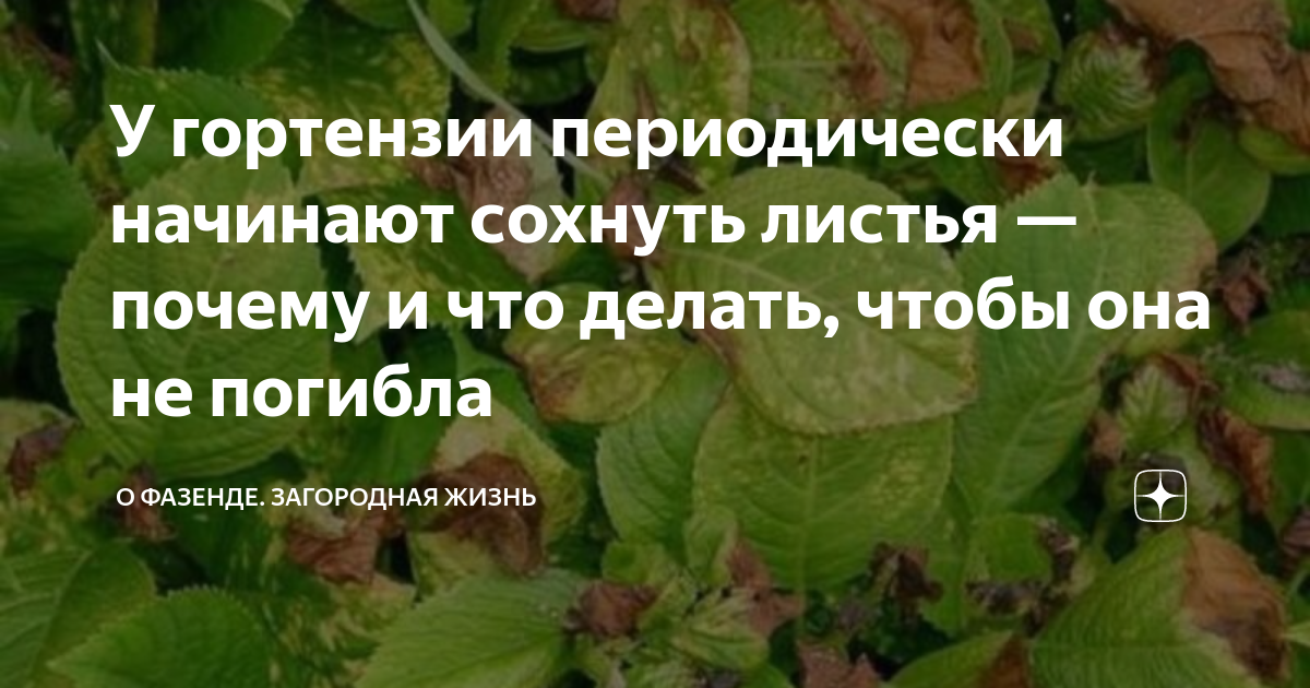 Гортензия: почему сохнут листья по краям у садовой и домашней, частые причины