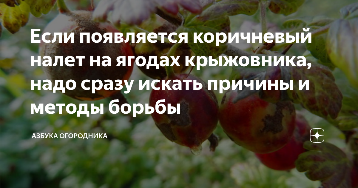 Мучнистая роса на крыжовнике: чем обработать, какие средства и меры борьбы помогут