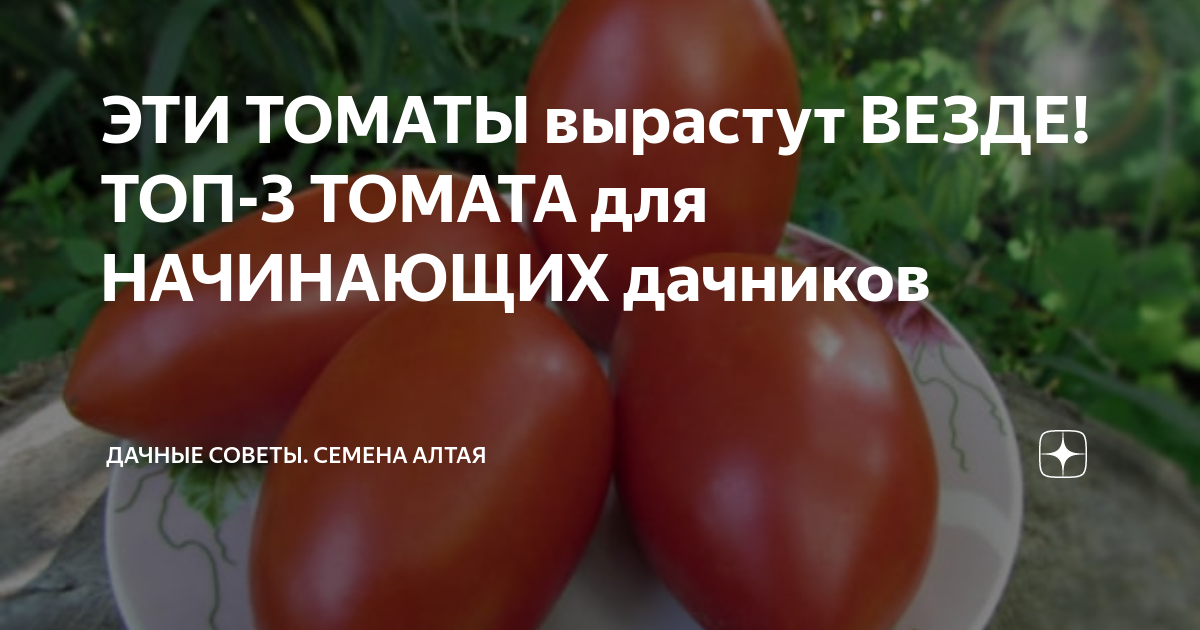 ЭТИ ТОМАТЫ вырастут ВЕЗДЕ! ТОП-3 ТОМАТА для НАЧИНАЮЩИХ дачников ...