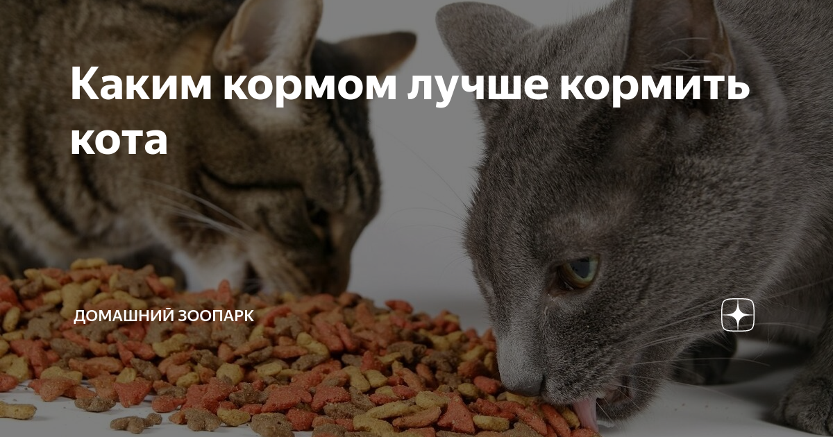 Что лучше давать. Каким кормом кормить кота. Какой корм полезнее для кошек сухой или влажный. Как откормить кота. Как правильно кормить кота