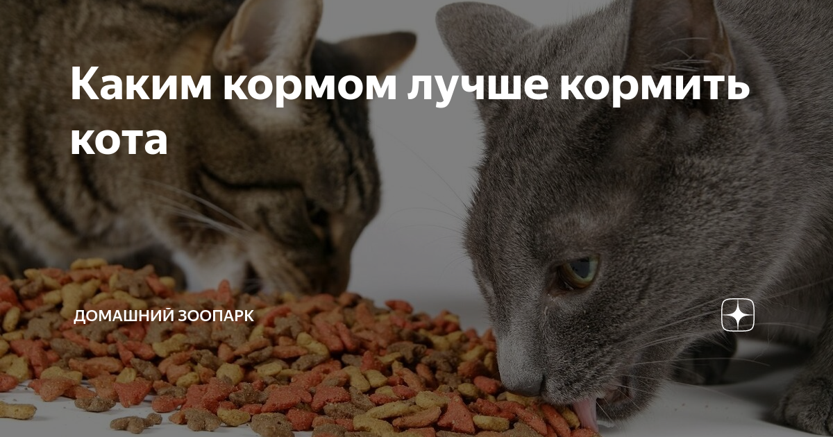 Каким кормом лучше кормить кота