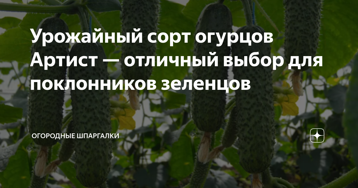Урожайный сорт огурцов Артист — отличный выбор для поклонников зеленцов ...