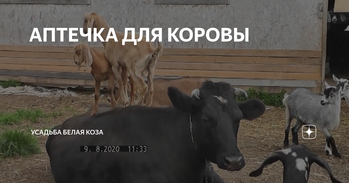 Обработка коровника гашеной известью