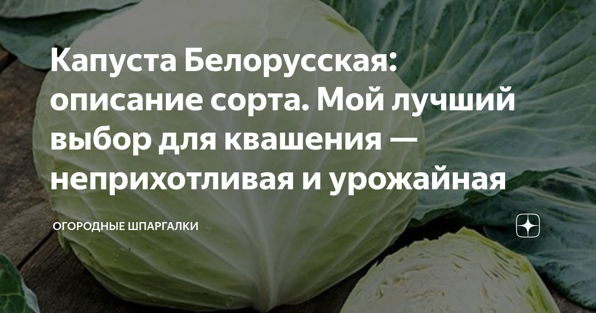 Капуста Белорусская: описание сорта. Мой лучший выбор для квашения —неприхотливая и урожайная