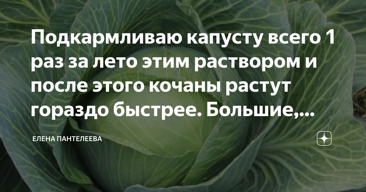 Чем подкормить капусту в июле для завязи. Подкармливаем капусту. Чем удобрить капусту для роста и завязи кочана. Чем подкормить капусту для образования Кочанов?. Чем подкормить капусту в июле для кочана.