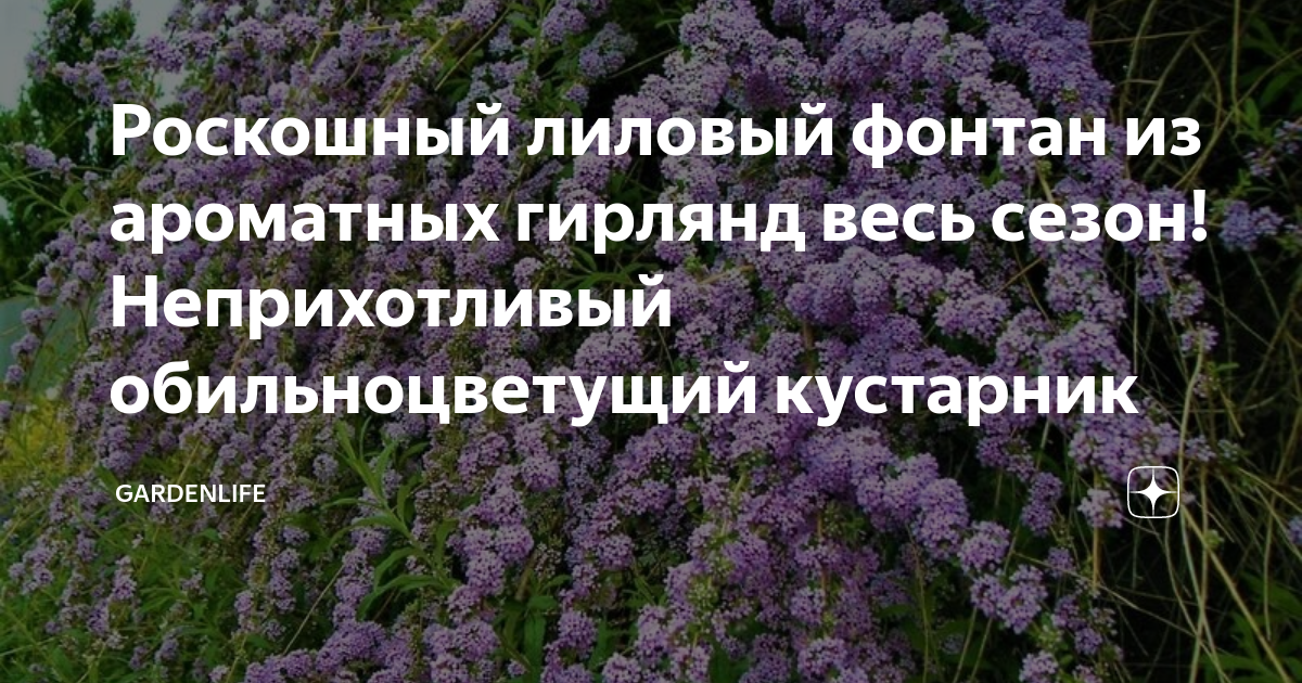Роскошный лиловый фонтан из ароматных гирлянд весь сезон! Неприхотливый ...