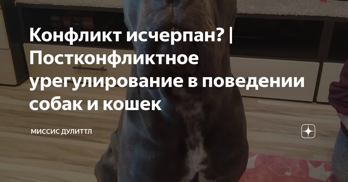 Конфликт исчерпан? | Постконфликтное урегулирование в поведении собак и ...