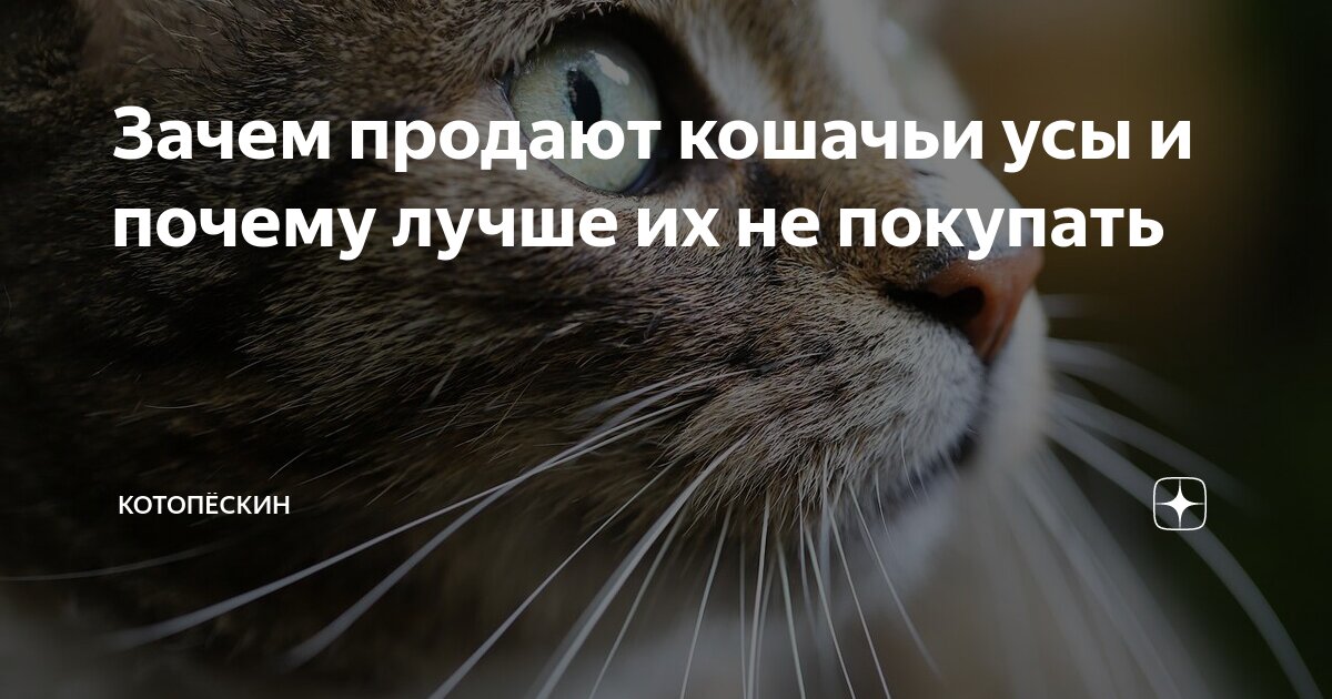 Зачем продают кошачьи усы и почему лучше их не покупать | КотоПёсКин | Дзен