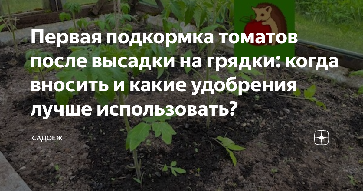 Первая подкормка перца после высадки в теплицу. Подкормка томатов после высадки в открытый грунт. Подкормка томатов после высадки в грунт. После высадки помидор чем лучше удобрить.