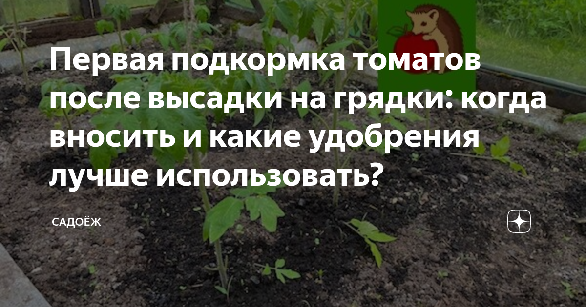 Подкормка томатов после высадки. Каруступосле посадки ПЕРВАЯПОДКОРМКА. Лунки для помидор в открытом грунте лайфхаки. Хорошо или плохо после посадки помидор в открытый грунт пошли дожди.