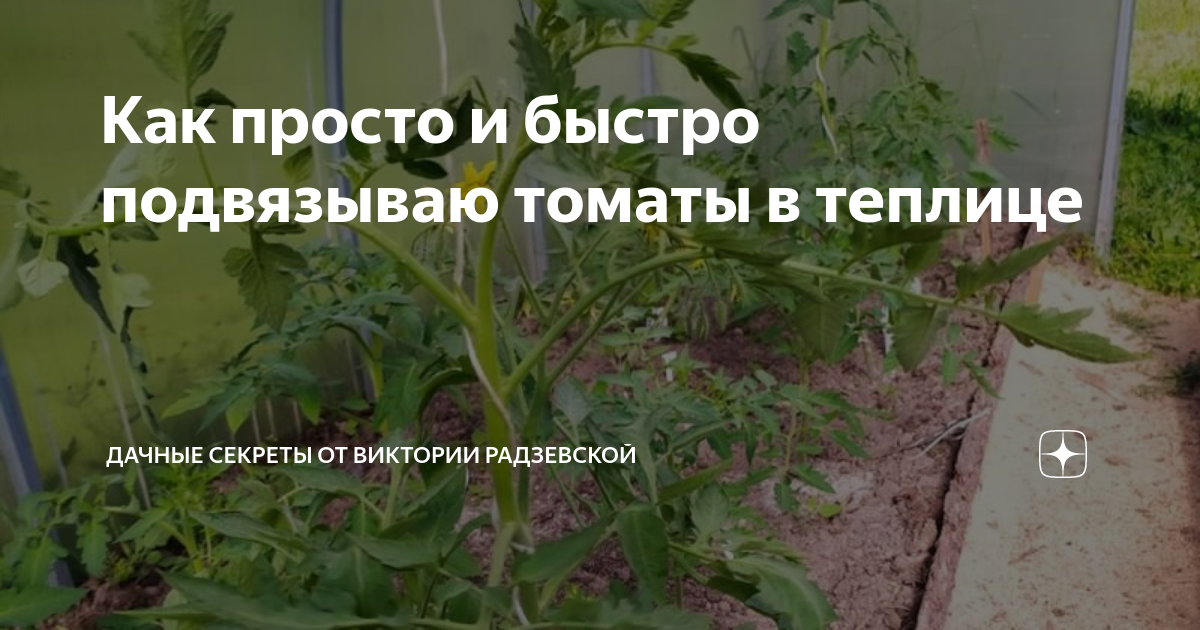 Как просто и быстро подвязываю томаты в теплице | Виктория Радзевская ...