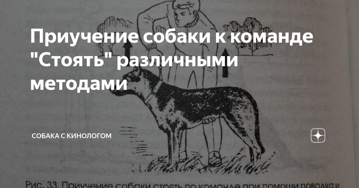 Команда лежать для собак жест. Вкусопоощрительный метод дрессировки собак. Команда лежать для собак жест. Команды и жесты окд для собак. Команды жестами для собак сидеть лежать.