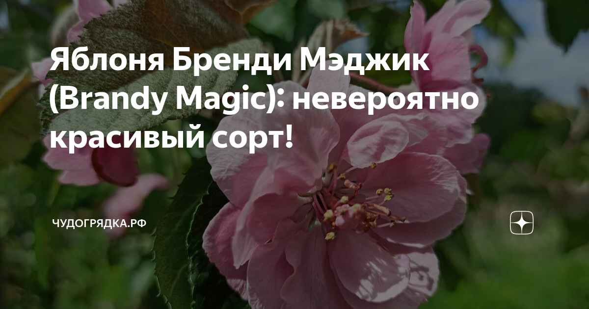 Меджик невероятный новичок средних лет. Бренди Мейджик яблон. Яблоня бренди Мэджик. Яблоня декоративная бренди Мэджик. Яблоня бренди Мэджик фото.