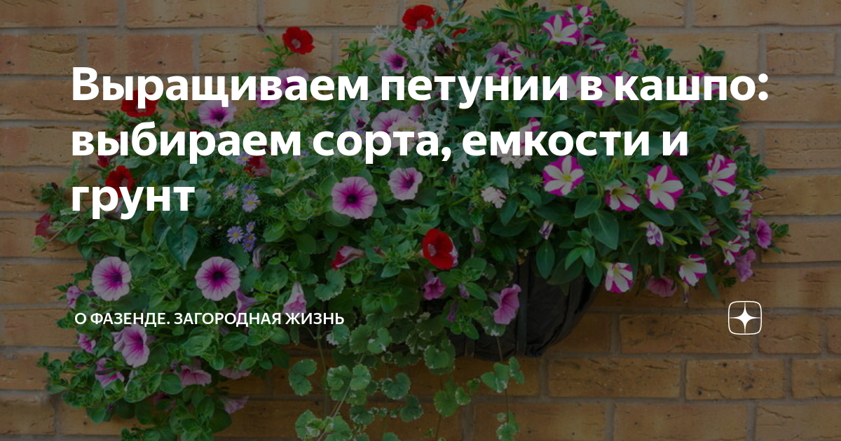 Выращиваем петунии в кашпо: выбираем сорта, емкости и грунт | О Фазенде ...