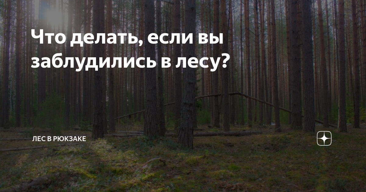 Вы заблудились в лесу у вас нет компаса телефон не работает каковы ваши действия