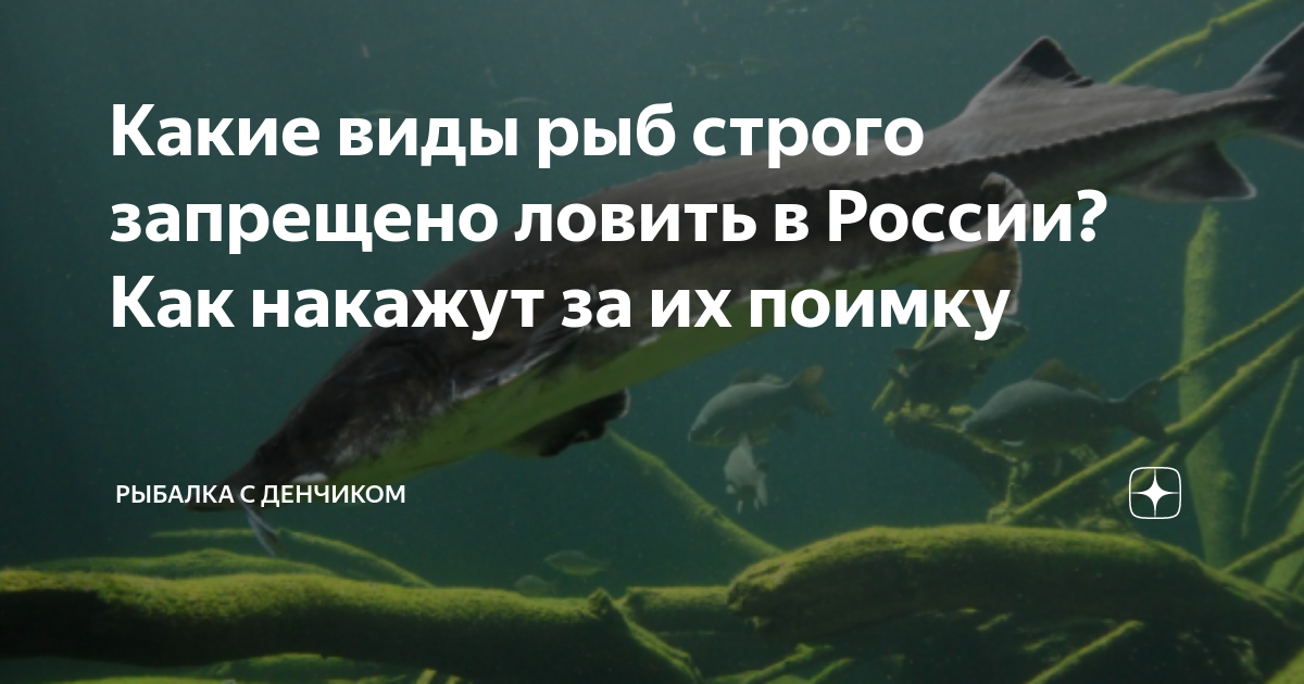 Места обитания белуги в России: где и как найти белугу