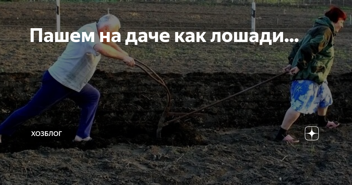 Пашем на даче как лошади... | ХозБлог | Дзен