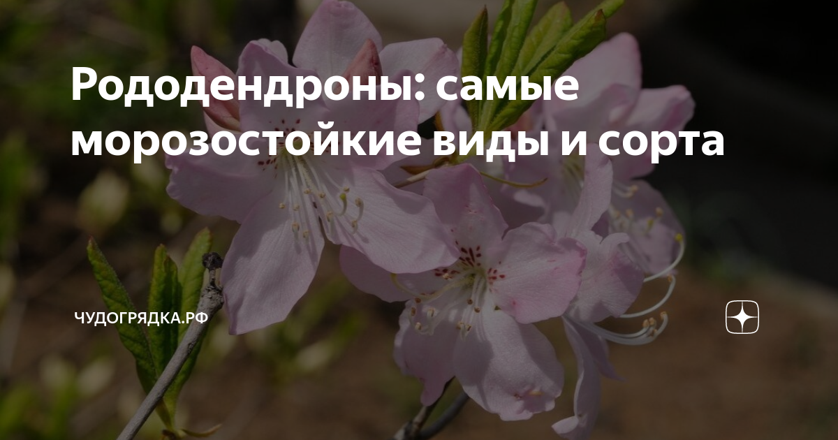 Рододендроны: самые морозостойкие виды и сорта | Чудогрядка.рф | Дзен