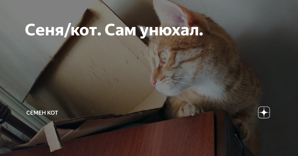 Кот сеня дзен. Кот сеня дзен. Кот сеня дзен. Коты и обедающий дед. Кот сеня дзен.