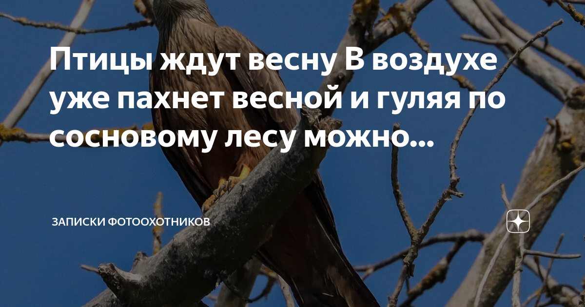 птицы ждут весну. птицы ранней весной. весенние птички. доброго весеннего дня. стайка воробьев.