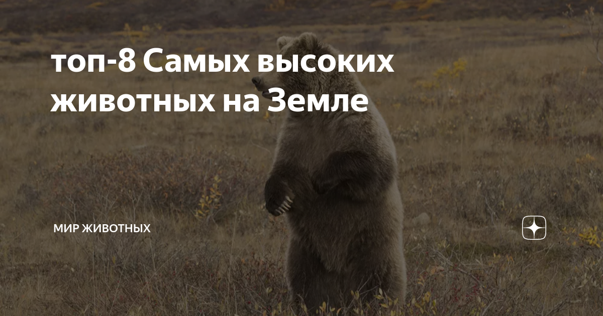топ-8 Самых высоких животных на Земле | Мир животных | Дзен