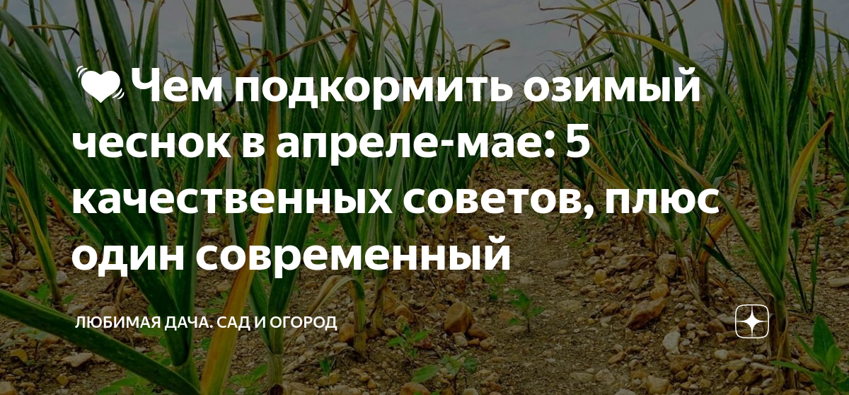 Чем подкормить чеснок в мае месяце. Чем подкормить чеснок весной. Подкормить чеснок весной после зимы. Чем подкормить чеснок в мае. Чем удобрить чеснок в мае