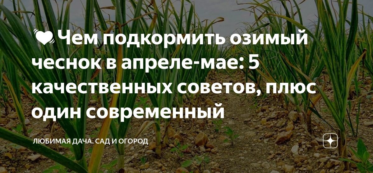 Чеснок после зимы желтеет чем подкормить. Чеснок удобрение в апреле. Чем подкормить чеснок по листу. Чем подкормить озимые чеснок и лук. Подкормка чеснока карбамидом весной.