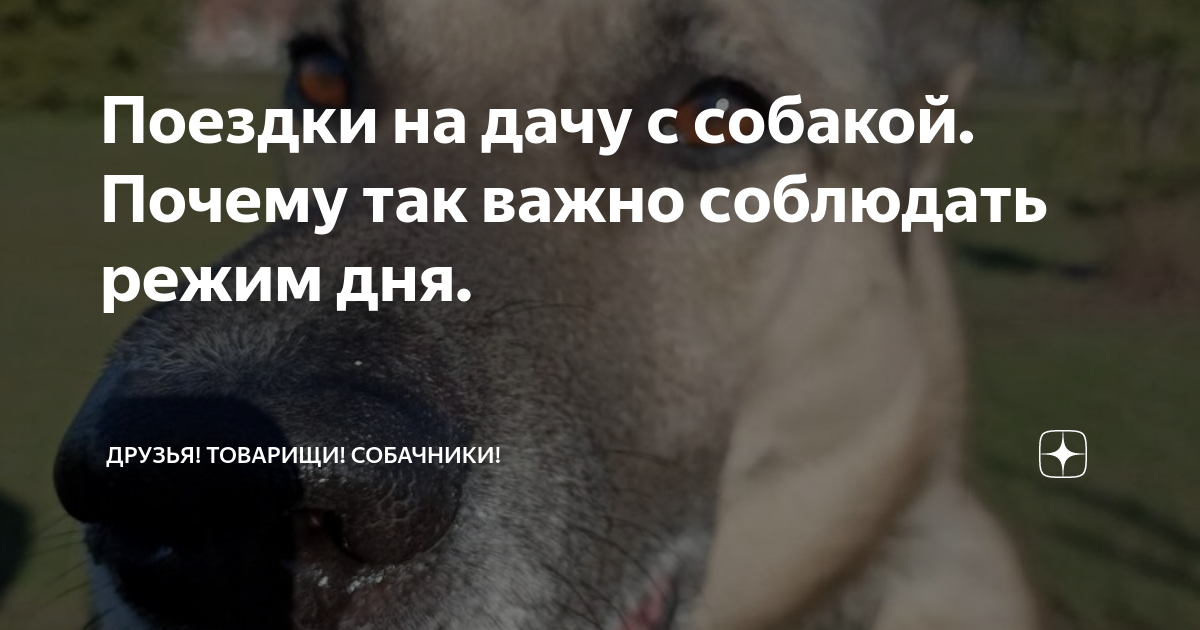 Поездки на дачу с собакой. Почему так важно соблюдать режим дня ...