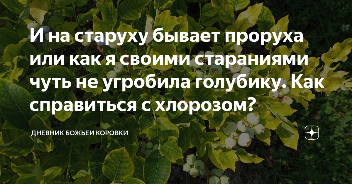 Бывает проруха. И на старуху бывает проруха. Дневник Божьей коровки дзен. На старуху бывает проруха смысл пословицы. И на старушку бывает прорушка.