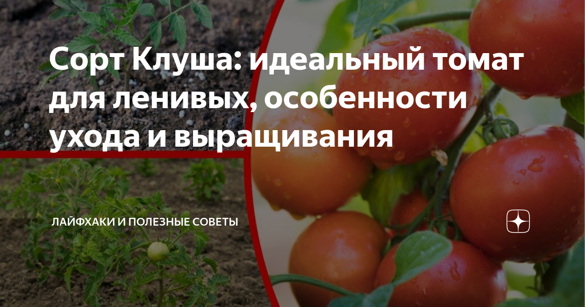 Томат “Клуша”: особенности сорта, где растет и как вырастить на своем огороде