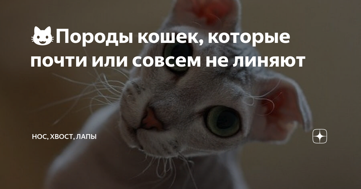 😺Породы кошек, которые почти или совсем не линяют | Нос, хвост, лапы | Дзен