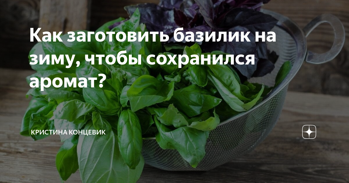 Свежий базилик на зиму. Как сушить базилик лимонный. Реган посадка базилик по сколько веточек.