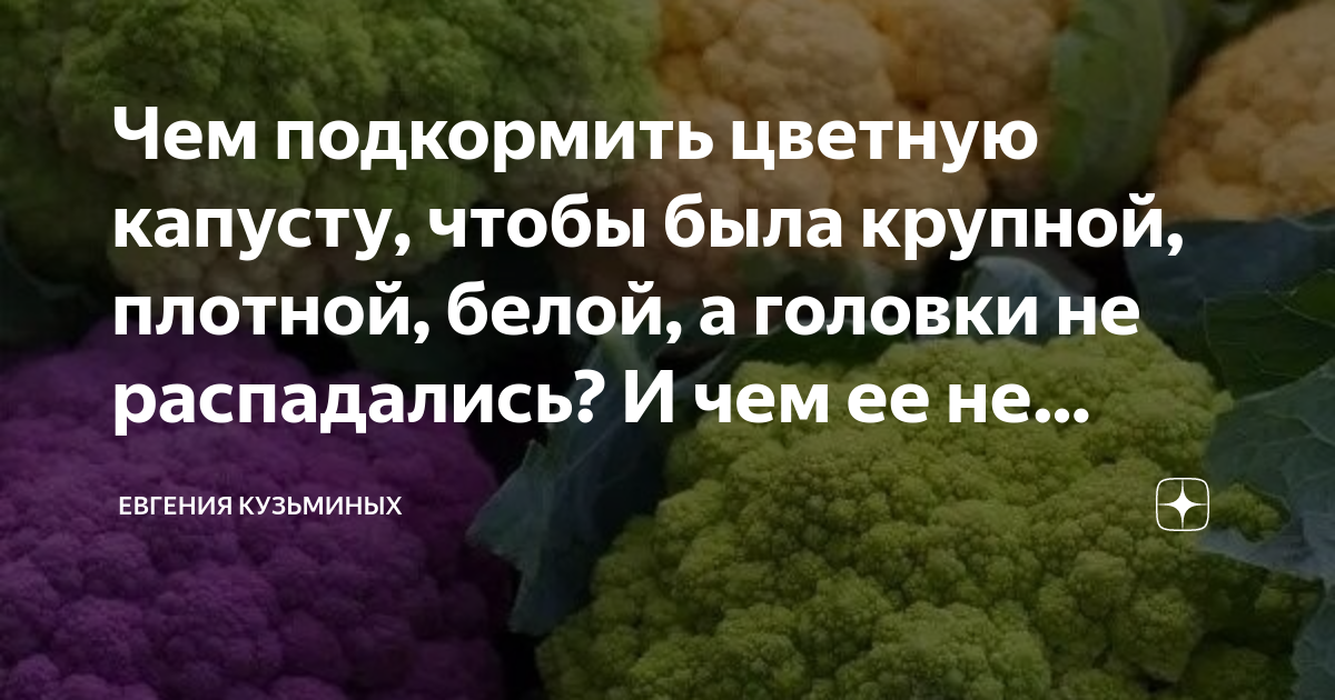 Чем подкормить цветную капусту в июне. Подкармливаем капусту. Чем подкармливать цветную капусту. Чем подкормить цветную капусту в августе. Чем можно подкормить капусту чтобы она была толстенькой с рисунками.