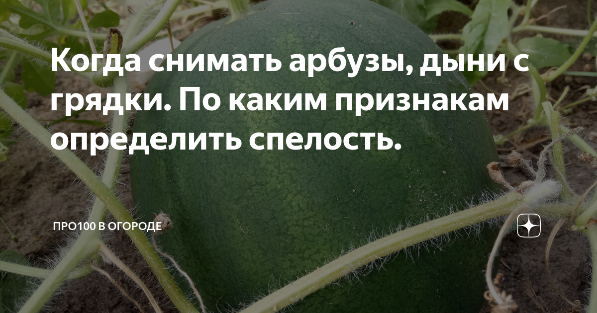 Какие арбузы надо убрать с полки ответ. Схема посадки арбузов. Подкормка для дынь и арбузов в открытом. Как правильно сажать дыню. Подкормка дынь и арбузов в теплице.