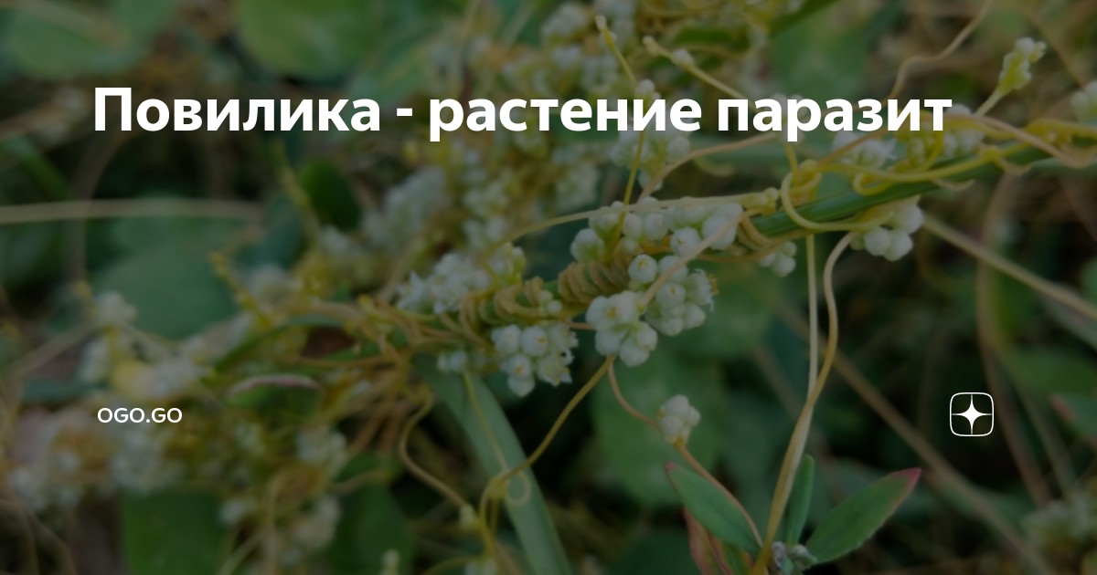 Повилика растение фото описание. Повилика растение. Повилика растение паразит. Повилика паразит. Повилика схема.