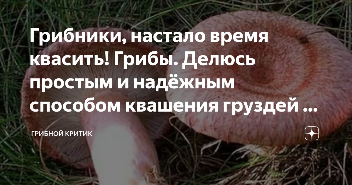 сентябрь время боровиков груздей и рыжиков и белянок