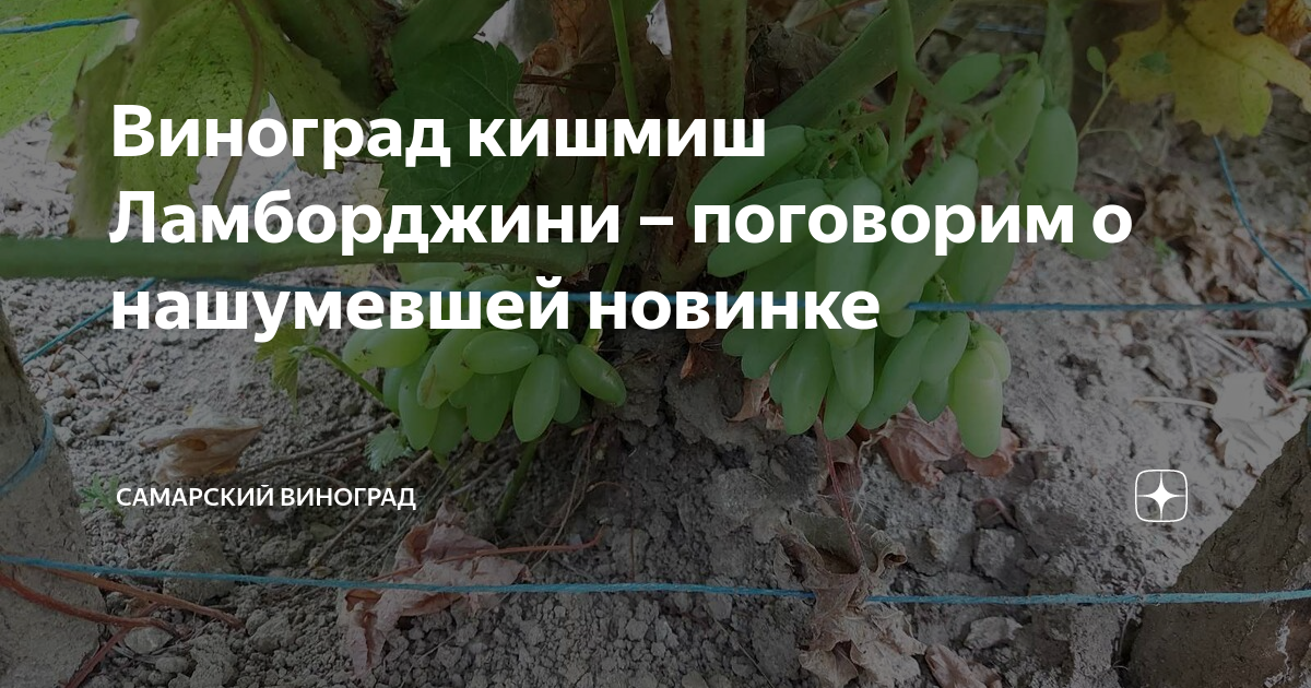 Виноград кишмиш Ламборджини – поговорим о нашумевшей новинке ...