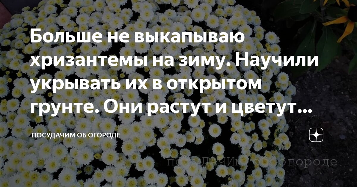 Как хранить выкопанную хризантему зимой