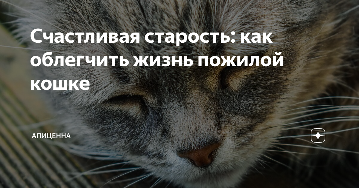 Кошки в старости