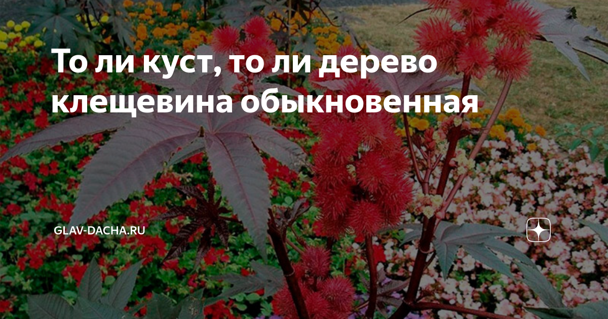 То ли куст, то ли дерево клещевина обыкновенная | Glav-Dacha.ru | Дзен