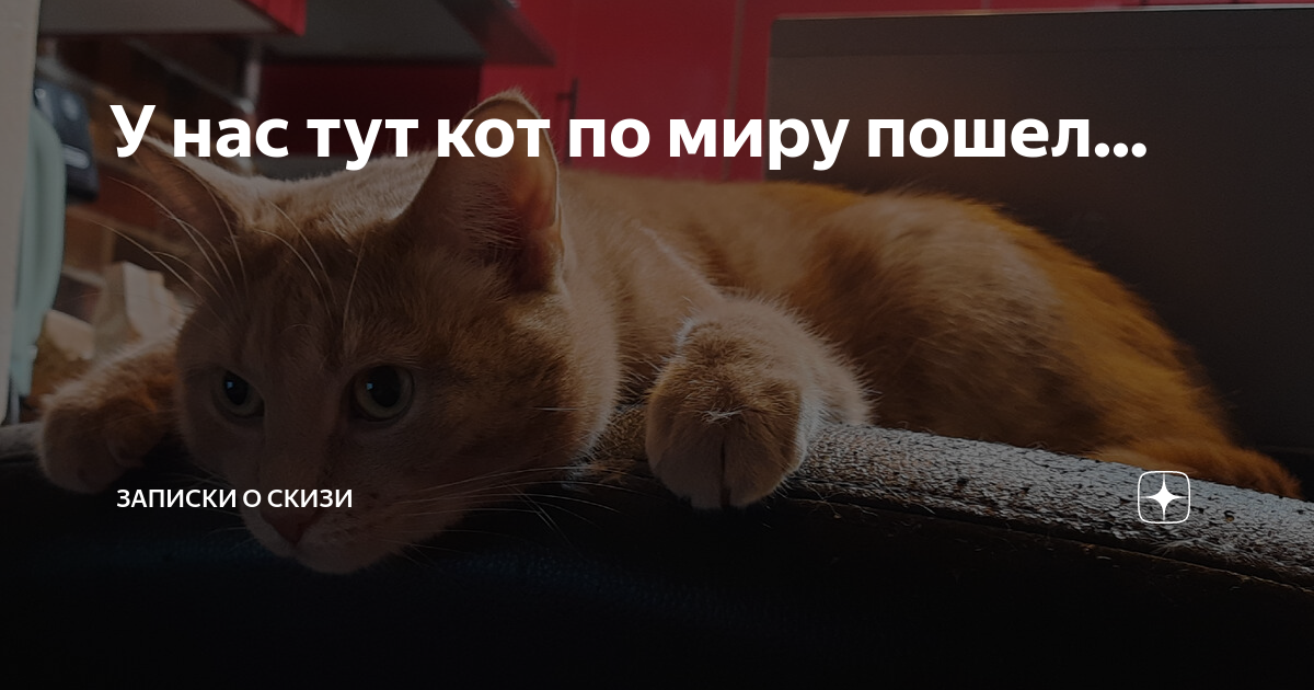 Тут кота. Кот тут. Тут все идеально котики.