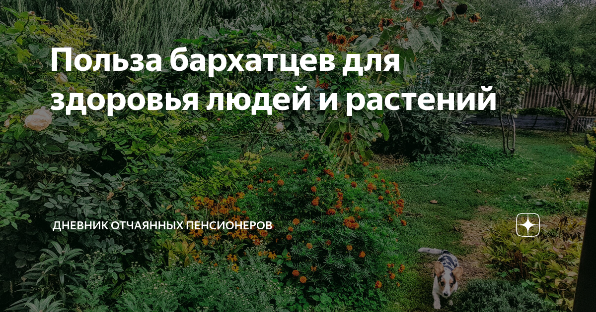 Дневники пенсионеров читать. Дневник отчаянных пенсионеров. Дневник отчаянных пенсионеров последние. Отчаянные пенсионеры Крым.