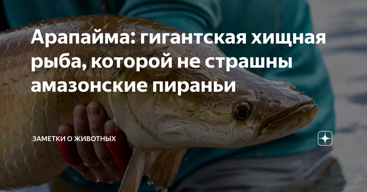Арапайма рыба улыбается. Рыба арапайма опасна для человека ли