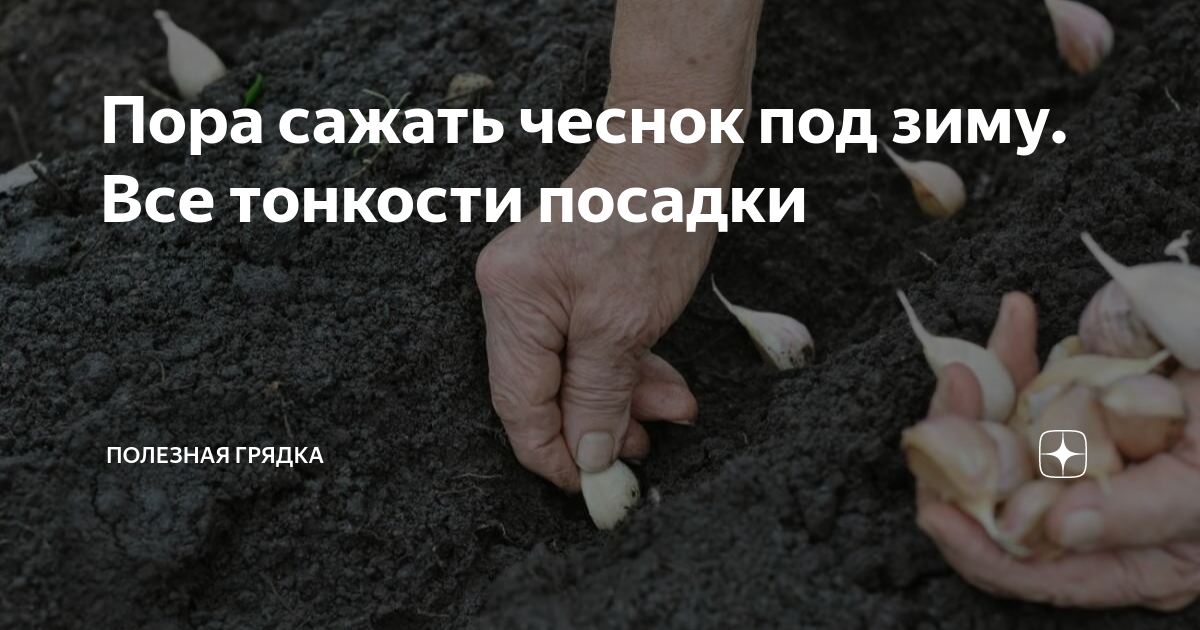 Схема посадки чеснока под зиму