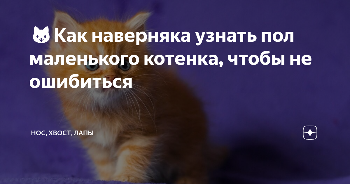 сколько пальчиков на лобке у котенка