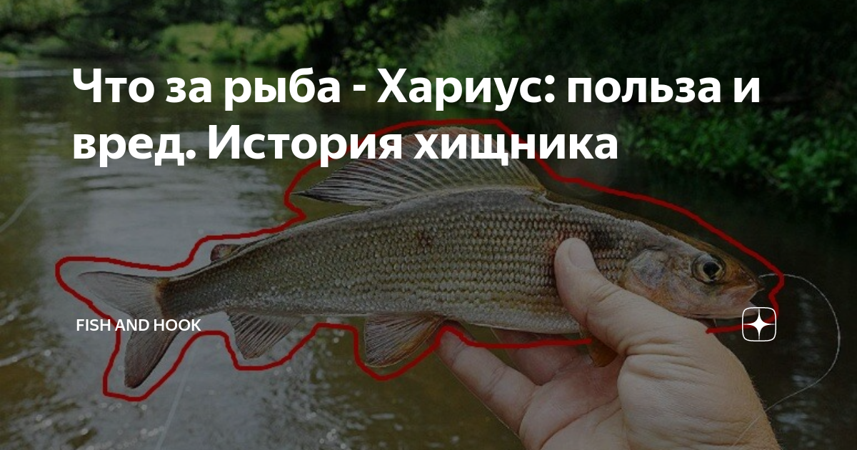Хариус польза. Загадка про рыбу хариус. Сказка про рыбу хариус. Цвет чем кормится хариус как узнать.
