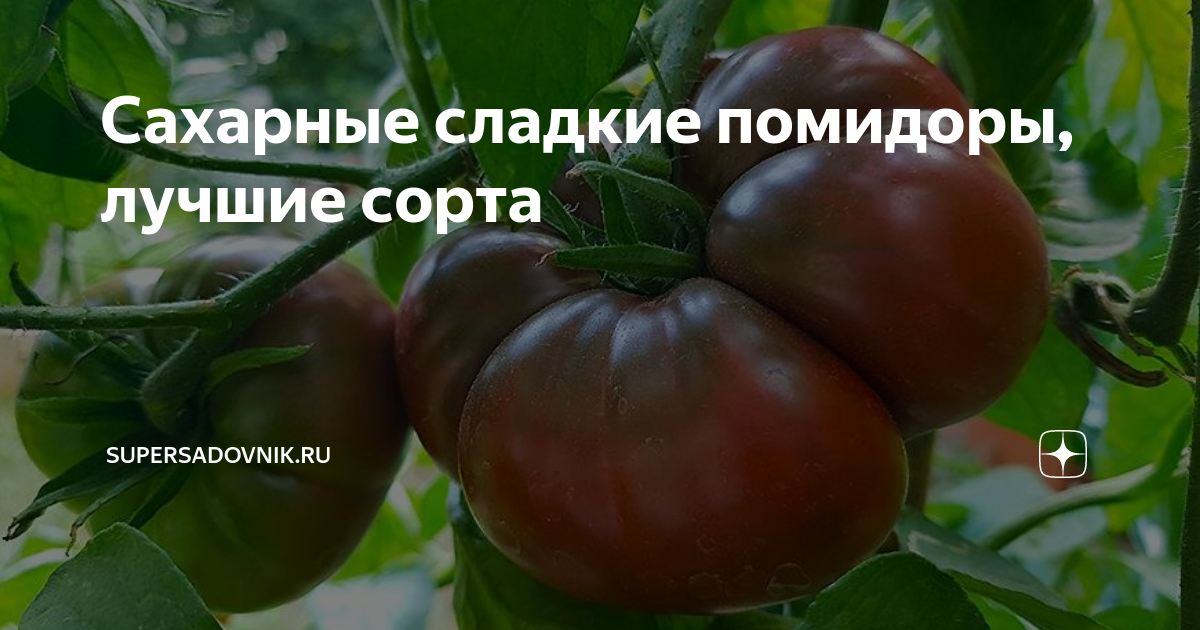 Сахарные сладкие помидоры, лучшие сорта | Supersadovnik.ru | Дзен