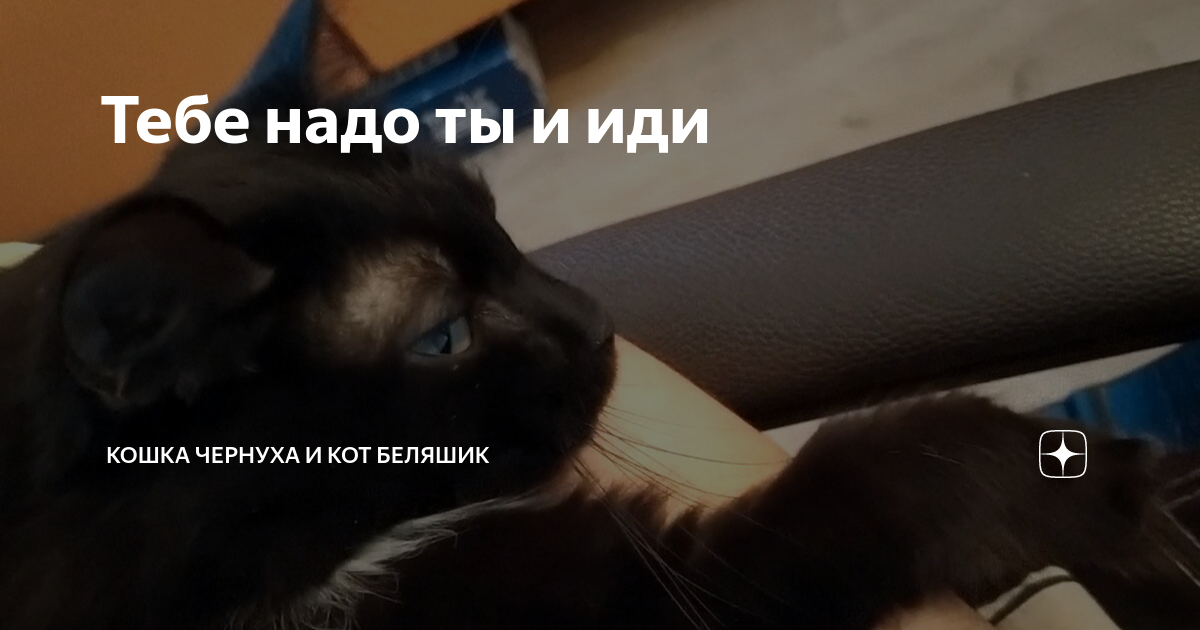 чернуха и беляшик. дзен коты беляшик и чернуха. дзен коты беляшик и чернуха. кошка чернуха и кот беляшик сегодняшняя история. дзен коты беляшик и чернуха.